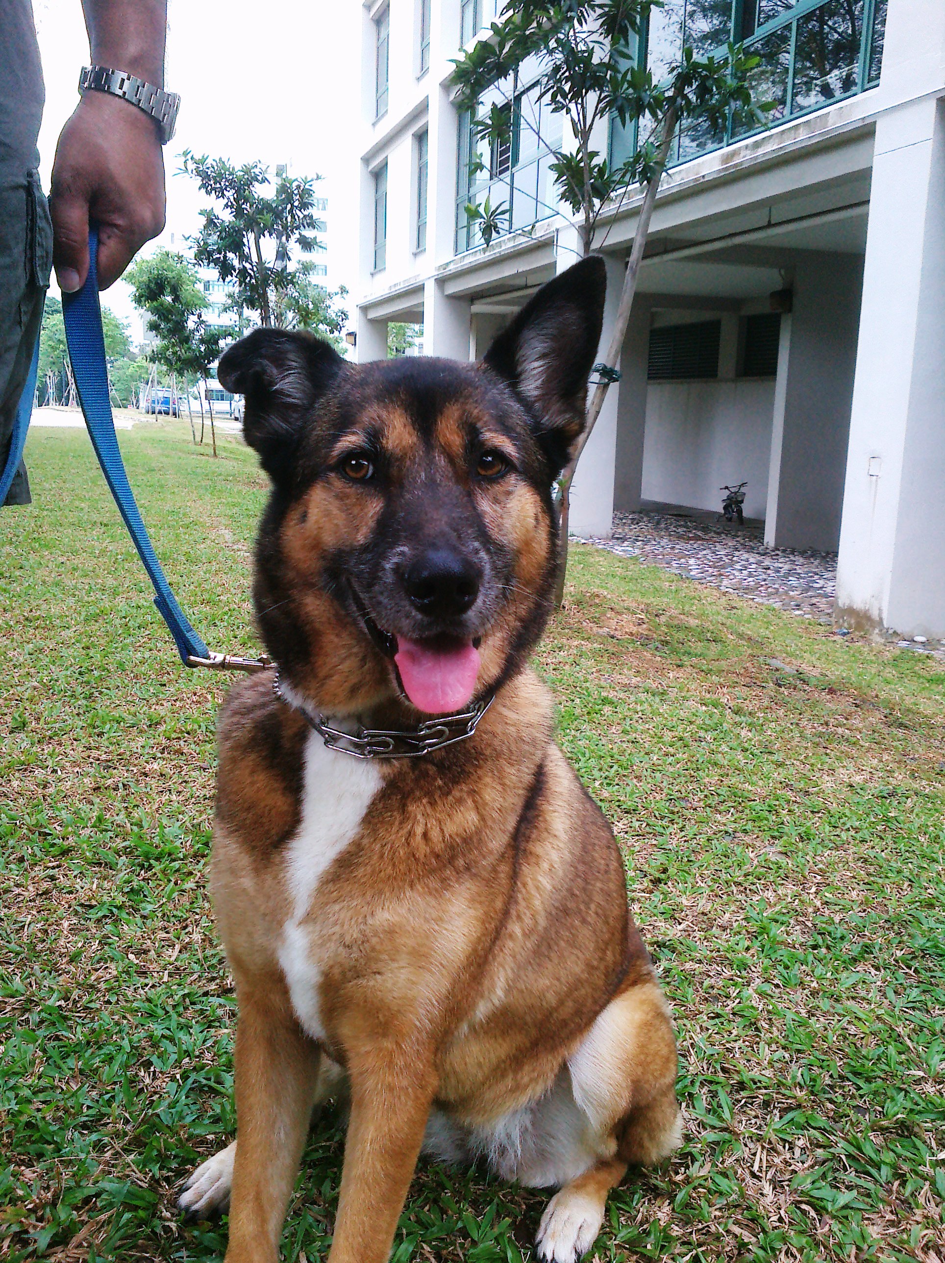 German Shepherd Dog | Bugle's K-9 Training Skool