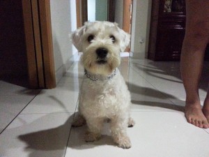 JJ