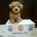 Jay Jay the Shihnauzer